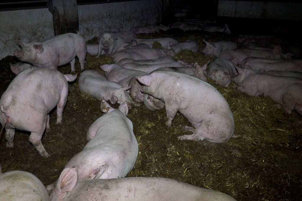 Das Leben als Schwein: Was KI zeigt - und wie die Wirklichkeit ist