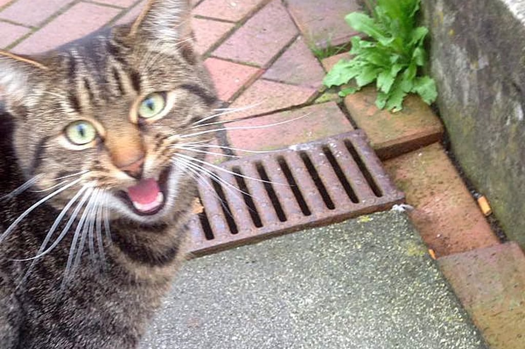 Online-Petition-f-r-Krankenhauskater