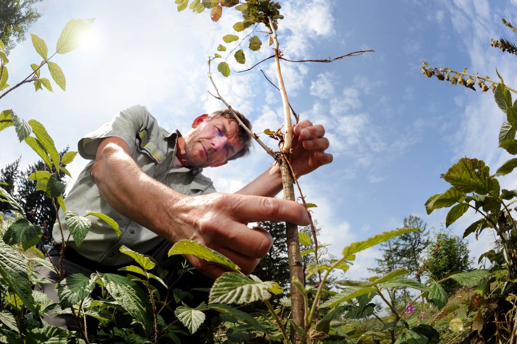 Junge Bäume wecken Hoffnung