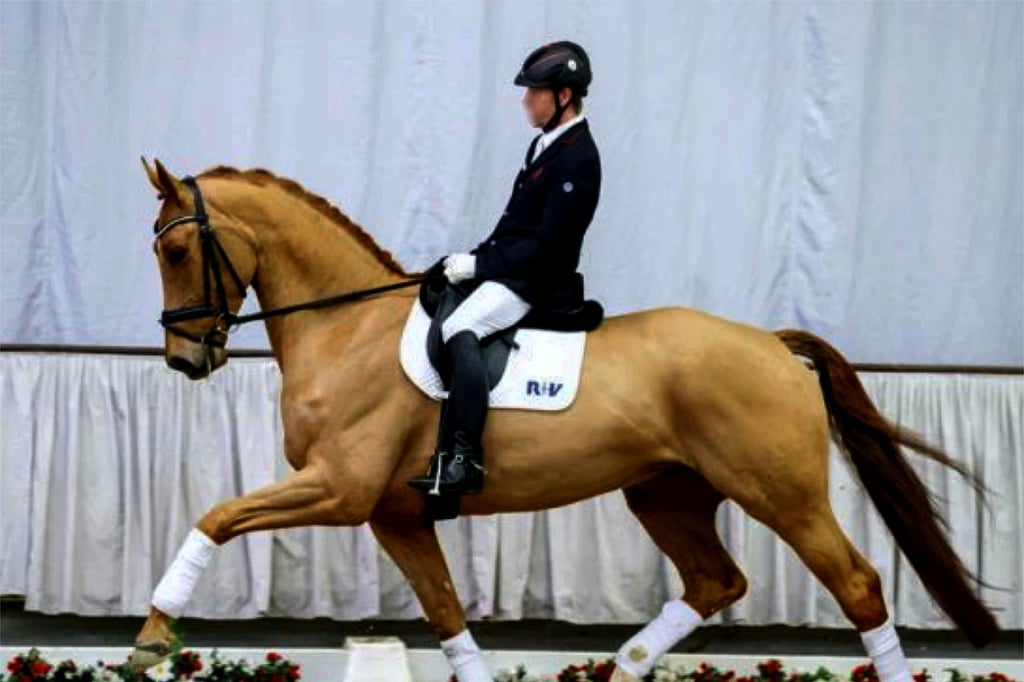Klage gegen Erzbistum: Pferd soll nach Wallfahrt lahmen