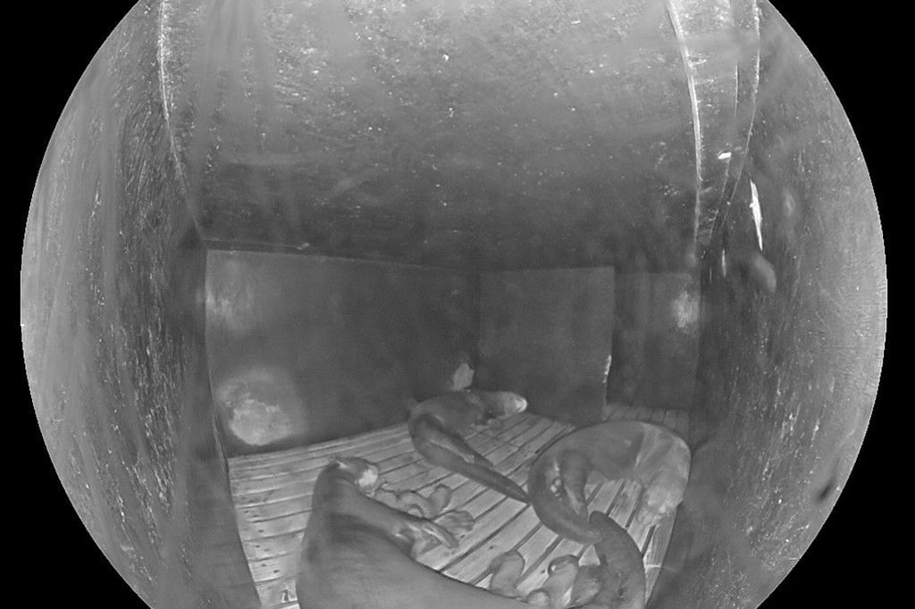 Allwetterzoo-Neuer-Nachwuchs-bei-den-Riesenottern