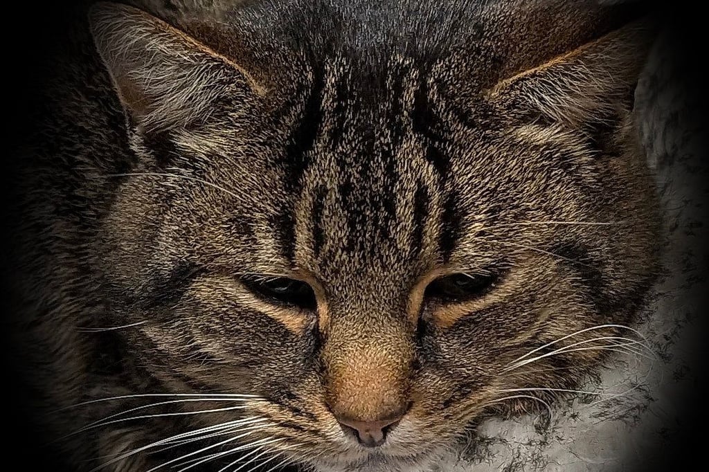 Glückliches Ende für Kater Oskar