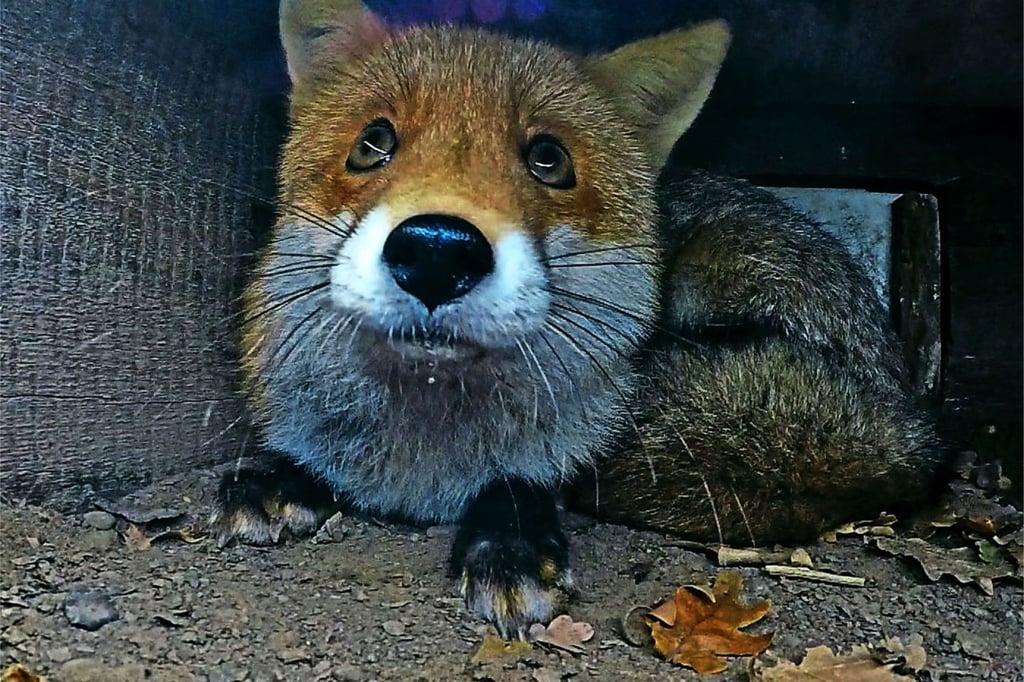 Lemgo: Veterinäramt nimmt zwei eingesperrte Füchse in Obhut