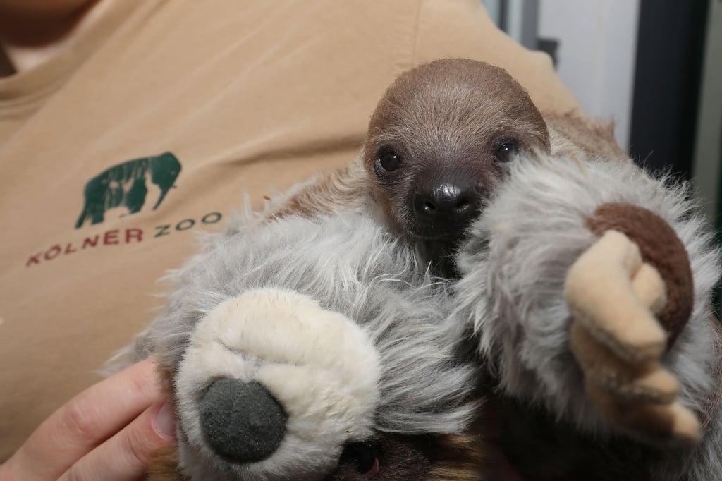 Zoo-freut-sich-ber-ungew-hnlich-quirliges-Faultier-Baby