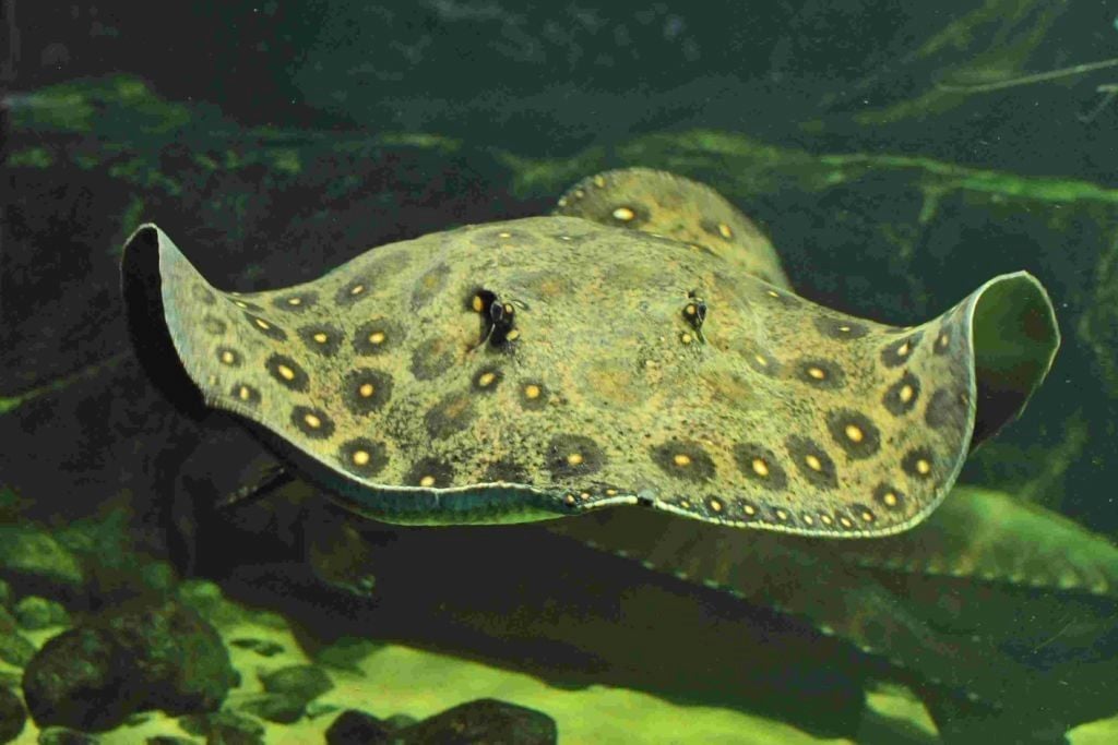 Traurige-Nachricht-aus-dem-Allwetterzoo-Beliebter-Bewohner-des-Aquariums-ist-tot