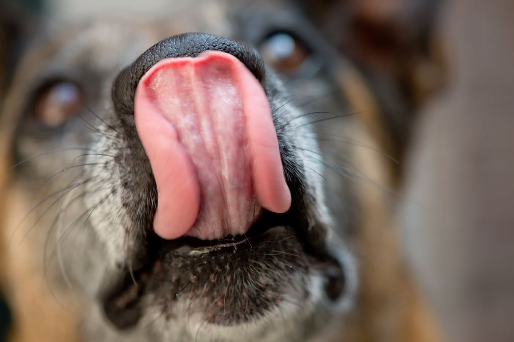 Hersteller-ruft-Hunde-Snacks-wegen-Salmonellengefahr-zur-ck