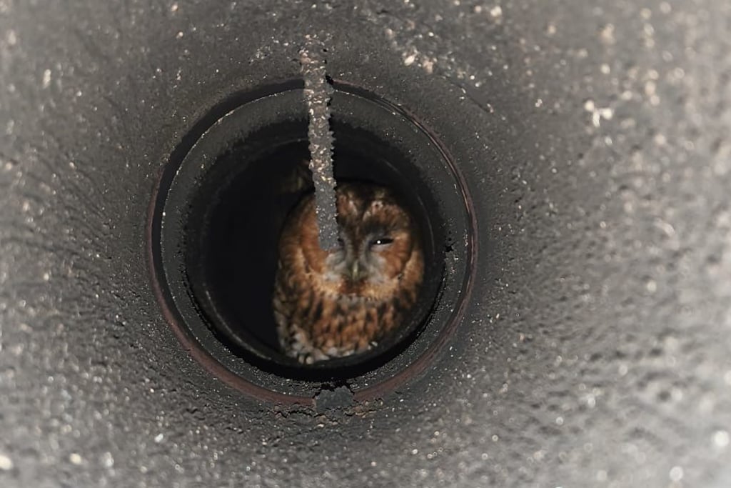 Schornsteinfeger-rettet-Kauz-aus-Ofenrohr