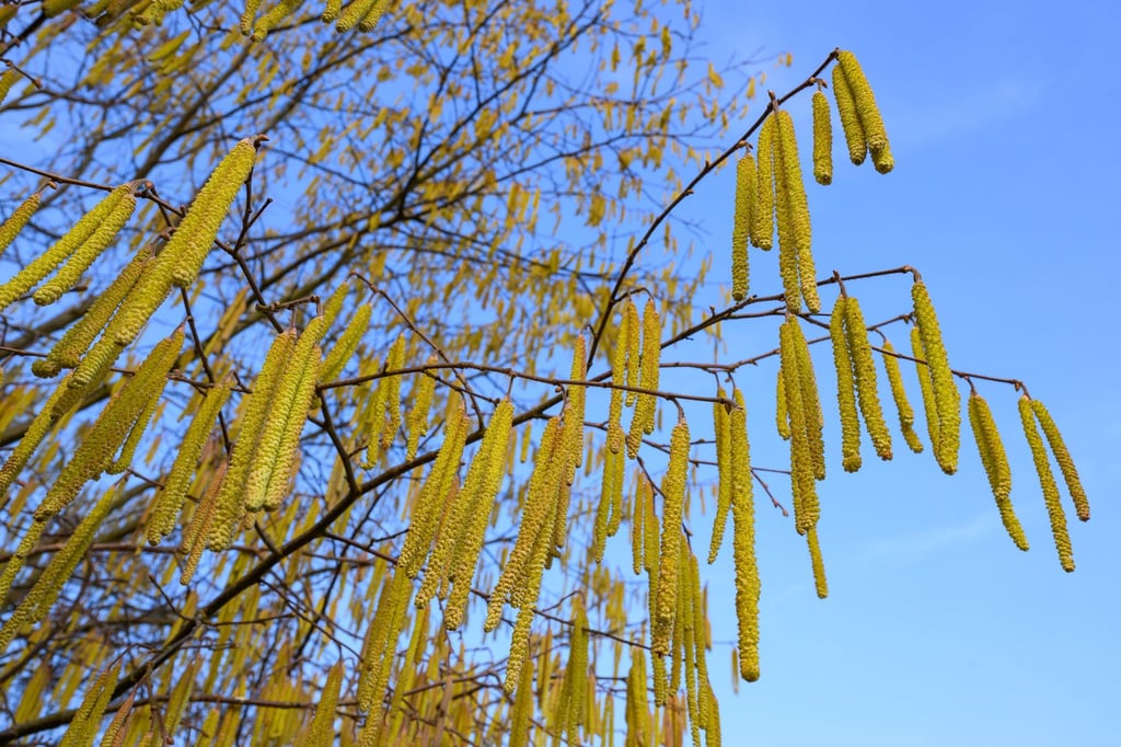 -Ungew-hnlich-fr-h-Pollenallergiker-leiden-schon
