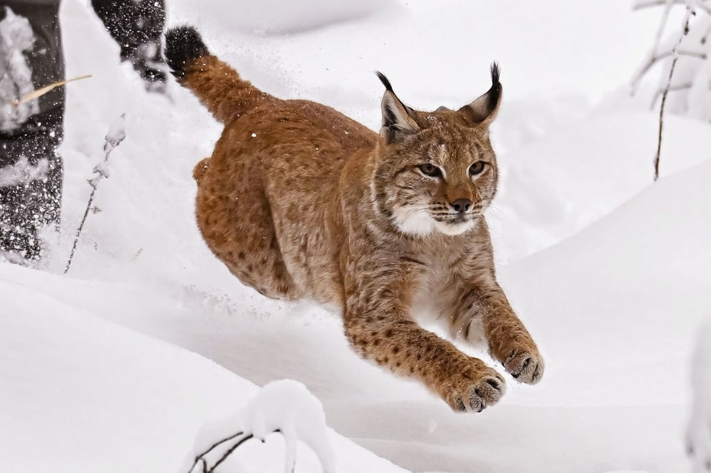 Nach-dem-Wolf-soll-auch-der-Luchs-zur-ckkehren