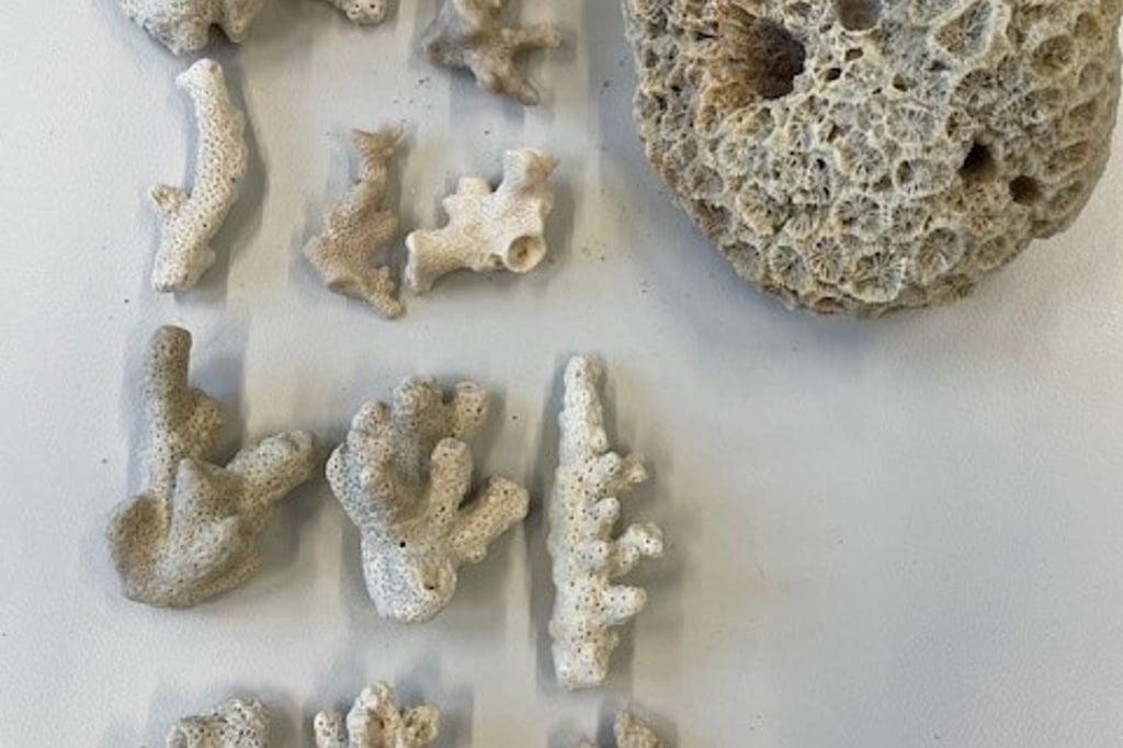 Steinkoralle-gro-wie-Honigmelone-in-Koffer-entdeckt