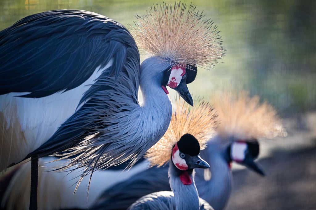 Schützenswertes Zootier des Jahres  ist in Bielefeld zuhause