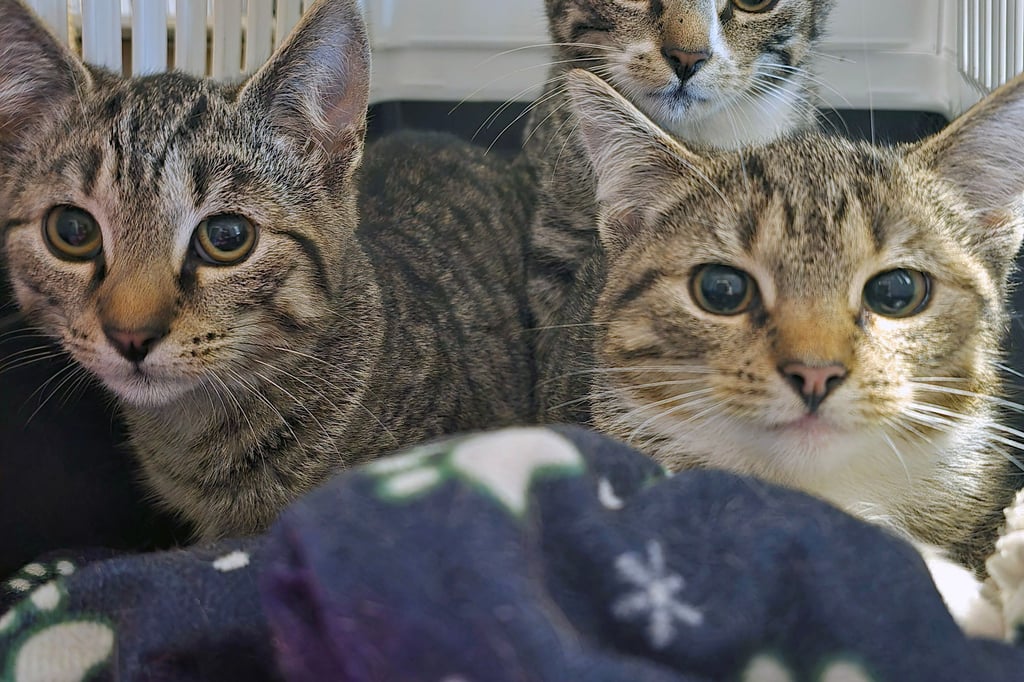 Kätzchen erhalten Nahrung und Schutz