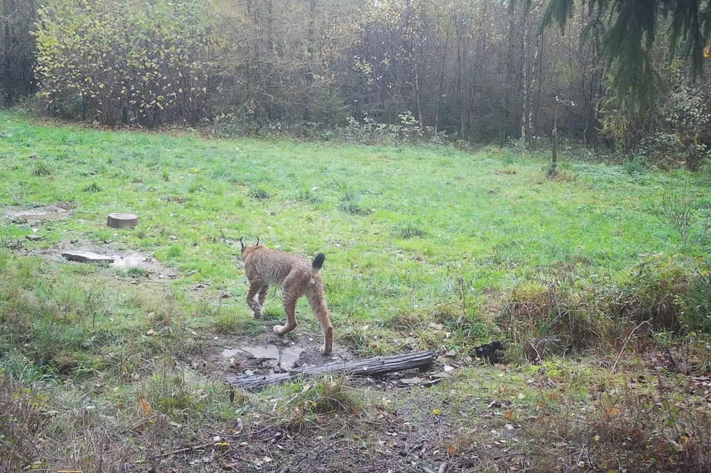 NRW-soll-Br-cke-f-r-den-Luchs-sein-es-ist-f-nf-vor-zw-lf-