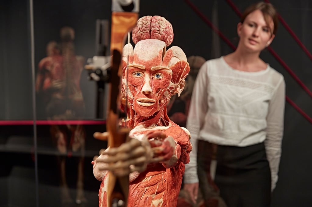 Weltberühmte „Körperwelten“-Ausstellung kommt nach Münster