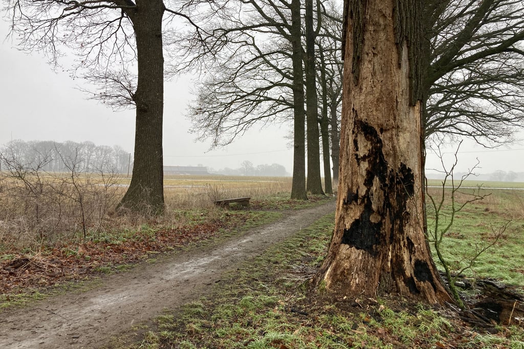 Brandstiftung-in-einer-Eichenallee-Baum-muss-gef-llt-werden