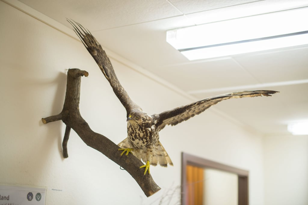 Wespenbussard verhindert Windrad in Halle