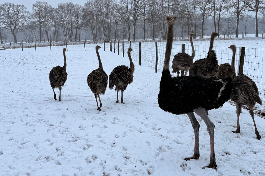 Exoten-im-Schnee-K-lte-Check-bei-den-Strau-en-in-Lienen