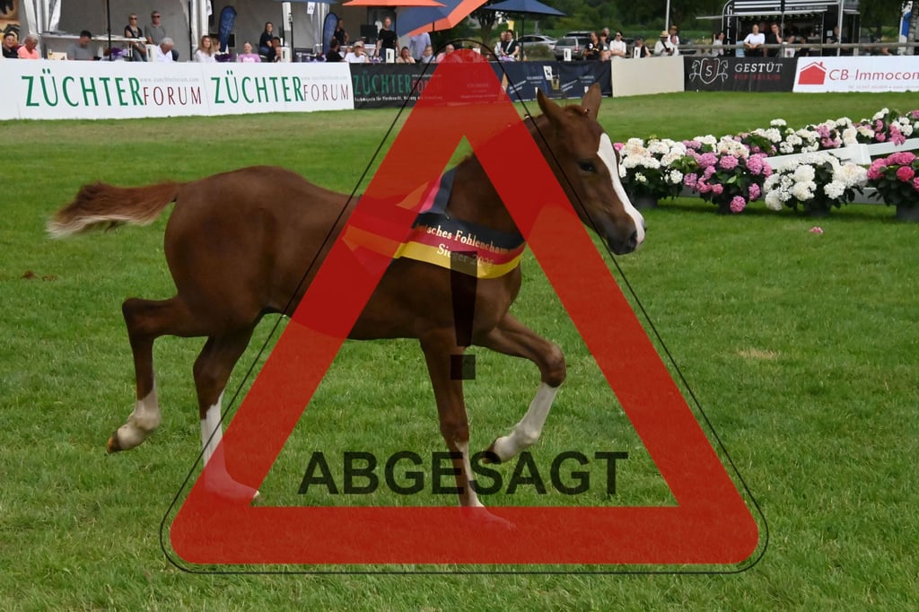 Deutsches Fohlenchampionat 2026 in Lienen abgesagt