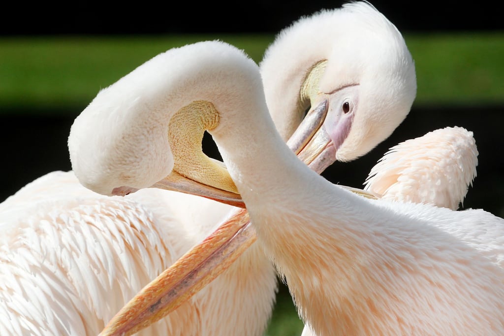 Von-Pinguinen-bis-Predigt-Ideen-f-r-den-Valentinstag-in-NRW