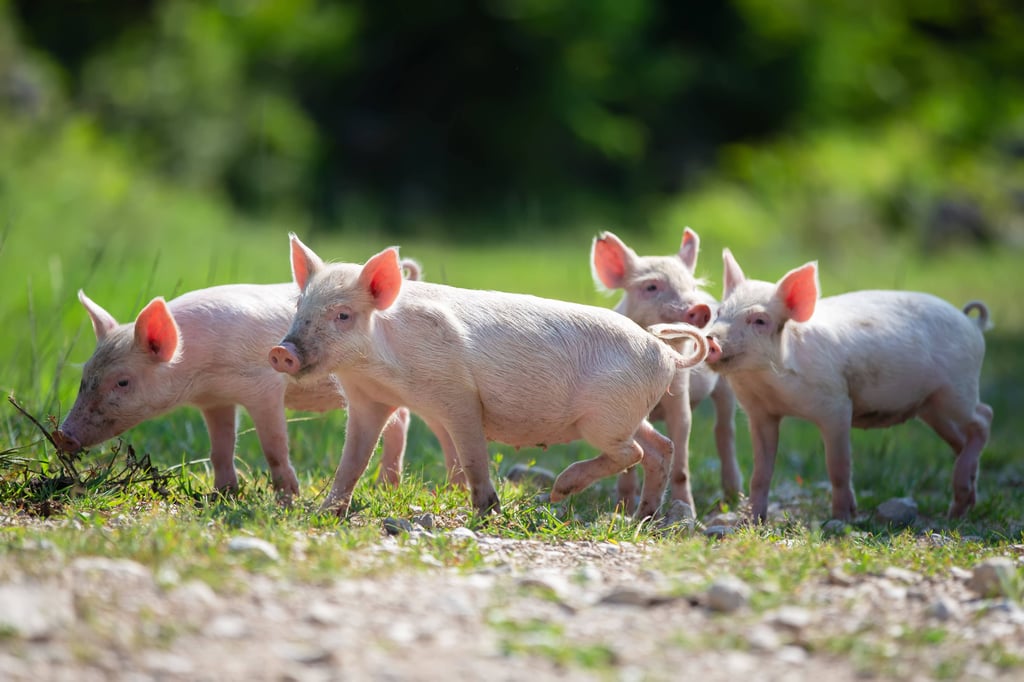 Fleischkonzern Tönnies versichert Schweinebauern