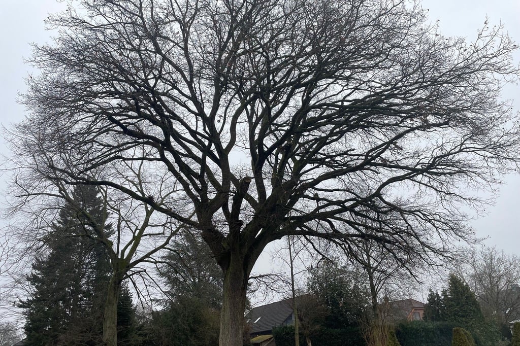 Baumförderung in Halle: In nur einer Woche war das Geld weg