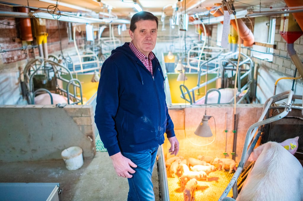 Sauenhalter gibt auf: Trauriger Abschied von den Ferkeln