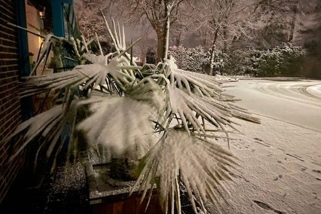 Flockentanz in der Nacht zu Rosenmontag