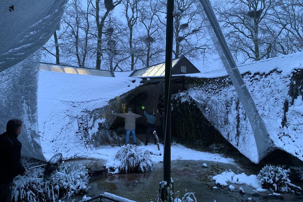 Netz einer Voliere stürzt ein – Suche nach entflohenen Vögeln