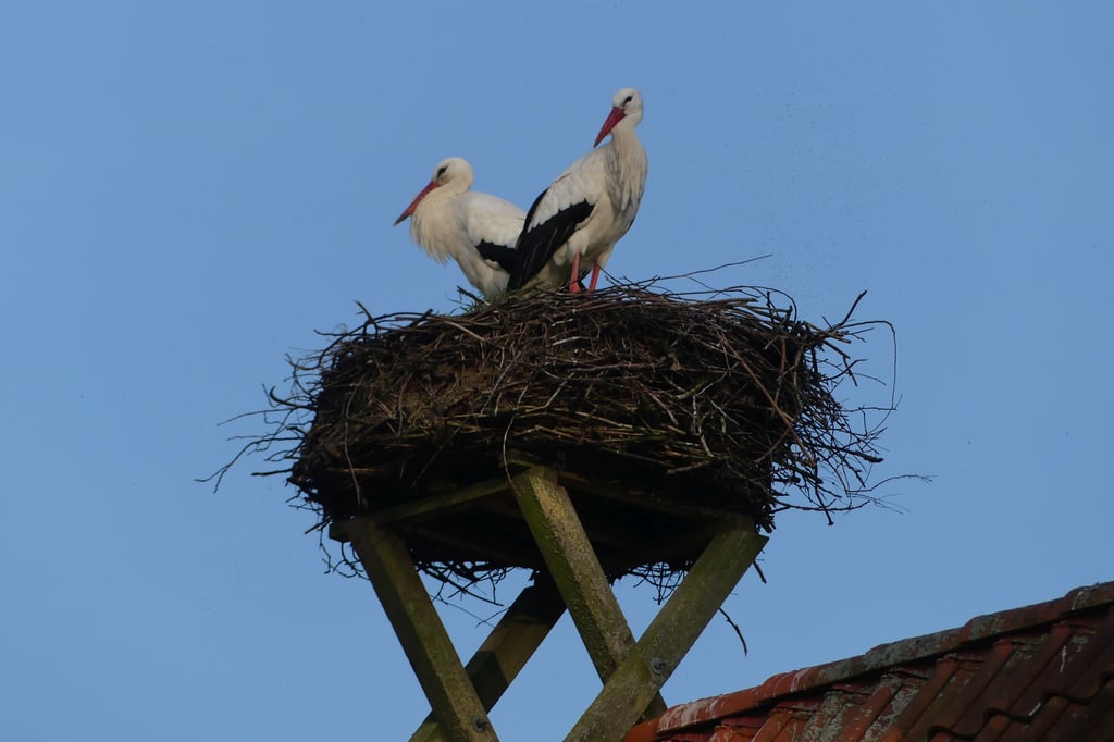 Die Störche sind zurück – doch eine Krankheit bereitet Experten Sorgen