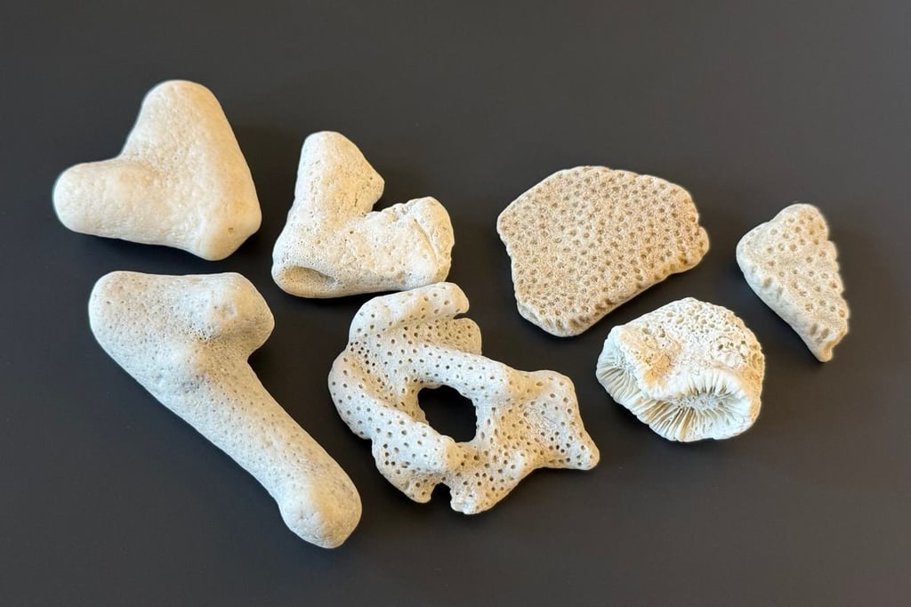 Zoll beschlagnahmt geschützte Korallen