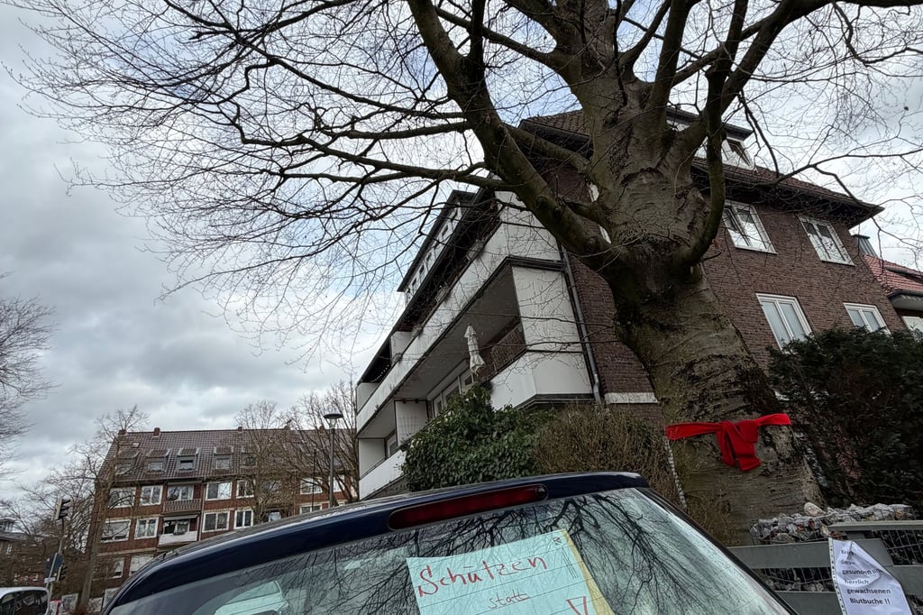 Zwischen Baurecht und Baumschutz: Was ist eine Satzung wert?