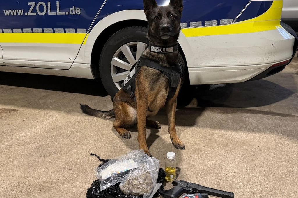 Rauschgiftspürhund findet Drogen in Kissen