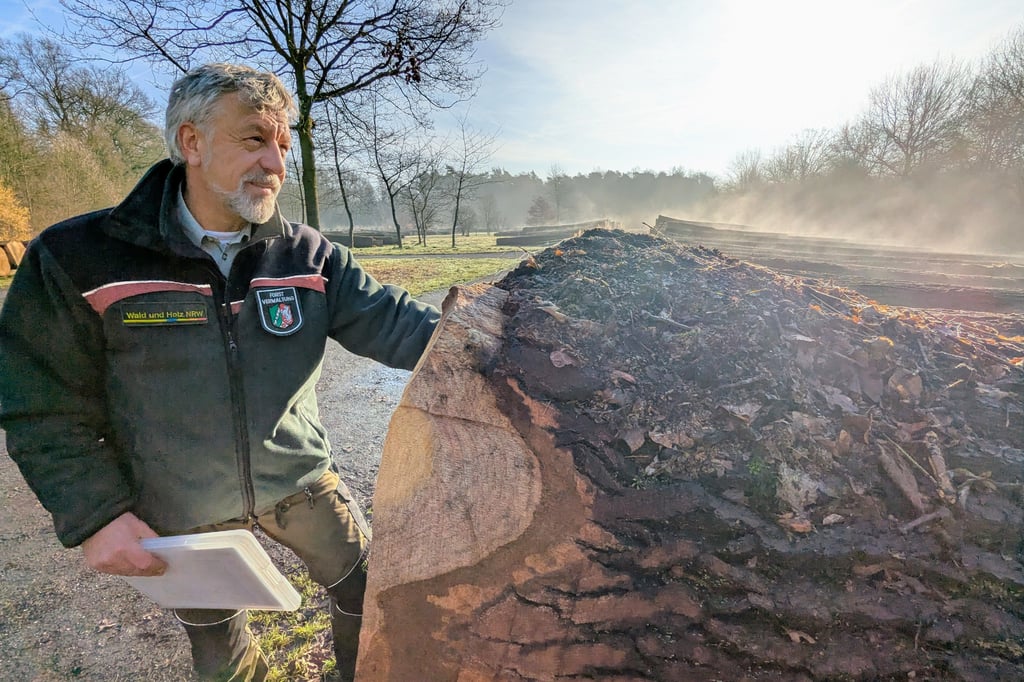 Auf diesem Platz in Münster liegt Westfalens Spitzenholz