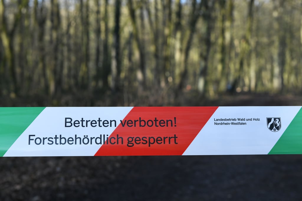 Entsetzen über hunderte gefällte Bäume