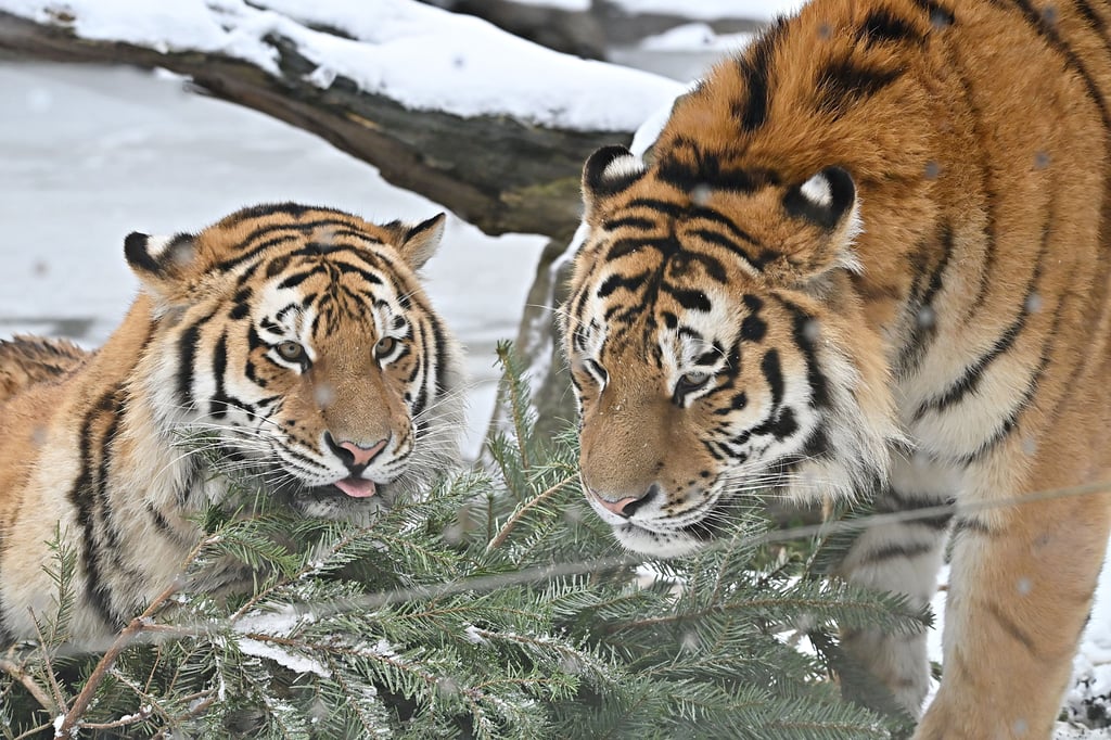 Tiger-Nachwuchs verlässt sein münsterisches Zuhause